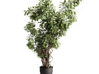 Tree plant in a concrete pot - indoor plant 684 3D model