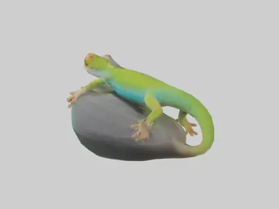 Madagascar Day Gecko basking model Low-poly 3D model
