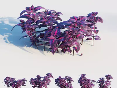 coleus plant 3D model
