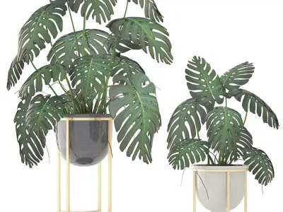 Monstera monster plant in gold stand 3D model