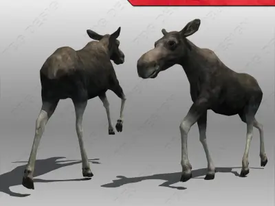 Moose Female Animated 3D model