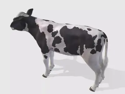 Calf realistic Low-poly 3D model