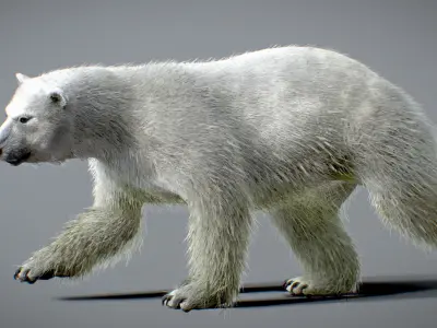 Polar Bear 3D model
