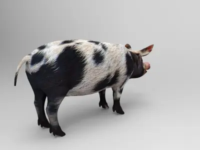 Black Wild Pig low poly 3D model Low-poly 3D model