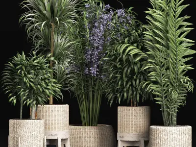 Plants Collection 213 3D model