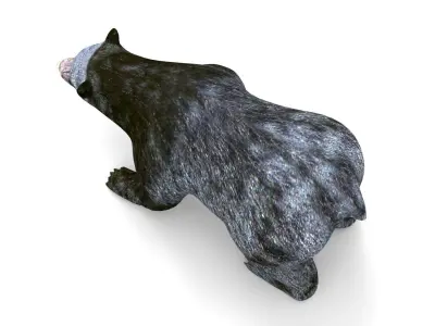 Black Bear Rigged 3D Models Low-poly 3D model