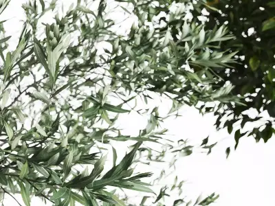 Mediterranean Patio Plant Set 3D model