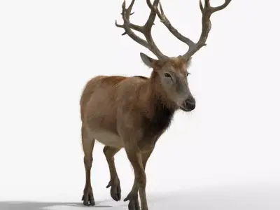 Male Deer with 2 Animations  VFX Grace 3D model