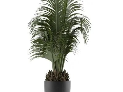 House Plant 30 3D model