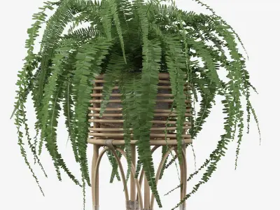 Fern in rattan stand 3D model