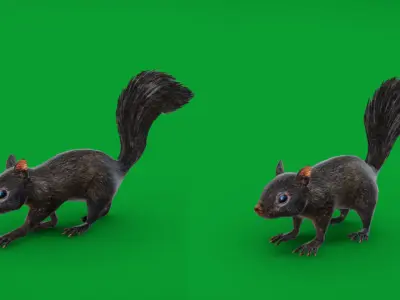 Black Squirrel Low-poly 3D model