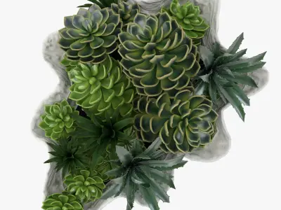 Succulents in a Giant Clam Bowl 3D model