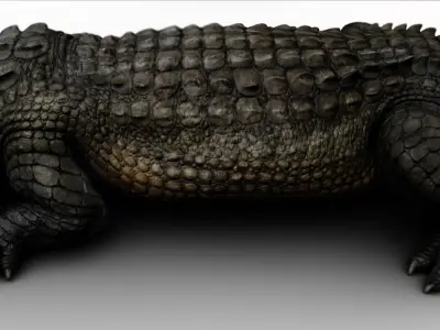 Crocodile 3d model  3D model