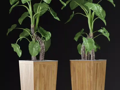 Alocasia DESERT 3D model