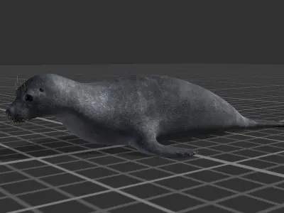 Arctic Seal Low-poly 3D model