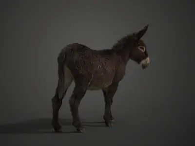 Donkey Winter with 2 Animations  VFX Grace 3D model