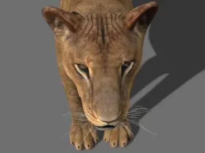 The Ultimate Lioness - 3d model 3D model