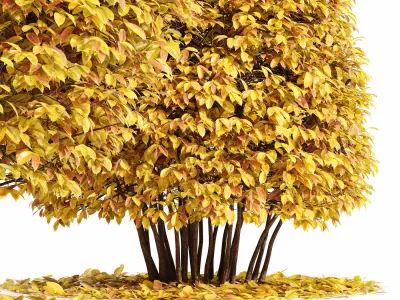 4diffrent bush Dwarf Yaupon Holly Box Spherical Cone Fall 3D model