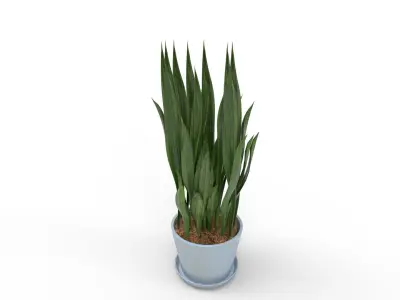 Sansevieria Aubrytniana Metallica  3D model