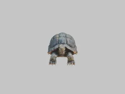 Detailed Lowpoly Tortoise Low-poly 3D model