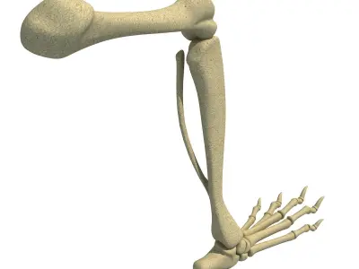 Rat Animal Leg Skeleton  3D model