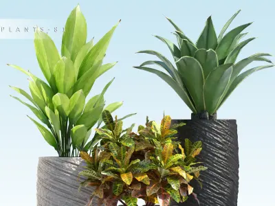 Plants 81 3D model