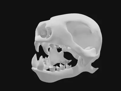 Sloth skull 3D model