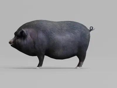 Vietnamese Pot-Bellied Pig Animal Low-poly 3D model