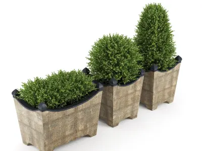 BOXWOOD TOPIARY 3D model