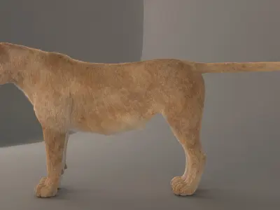 Lioness Fur Model 3D model