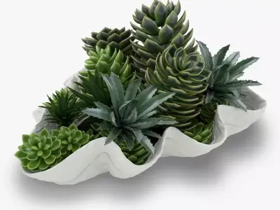 Succulents in a Giant Clam Bowl 3D model