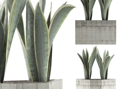 Plants Collection 86 3D model