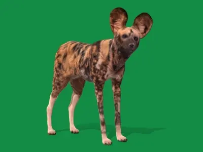 African Wild Dog Low-poly 3D model