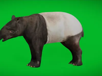 Malayan Asian Tapir Low-poly 3D model