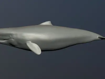 Livyatan Melvillei  3D model