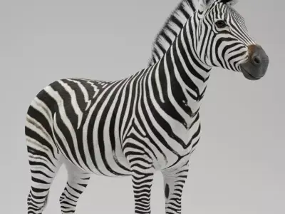 A Majestic Zebra 3D model