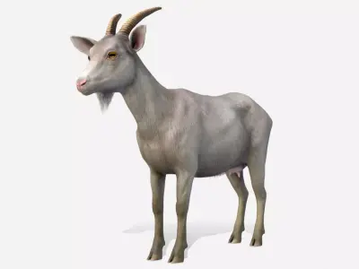 Goat - Female Low-poly 3D model
