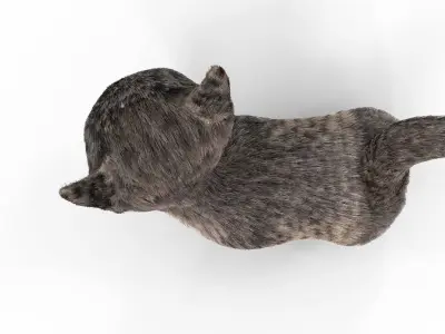 Fur Cute Cat kitten Dark Gray Animated Low-poly 3D model