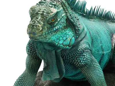 Iguana on a rock 3D model