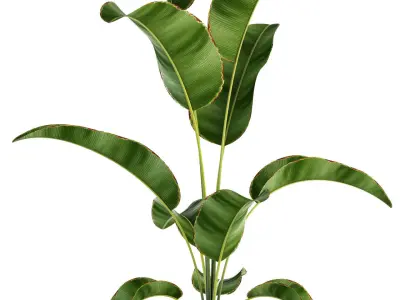 Plants collection 85 3D model