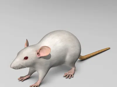 Rat - White 3D model