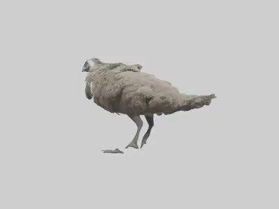 Emu running model Low-poly 3D model