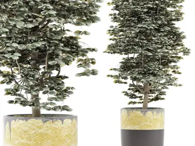 Plants Collection 127 Ligustrum 3D model