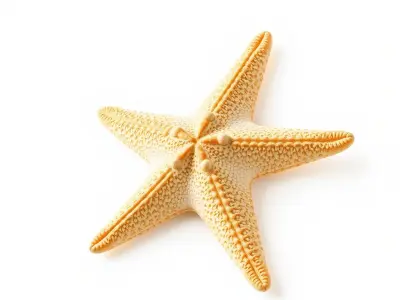 Starfish Natural Color Detailed Shape model pack Low-poly 3D model
