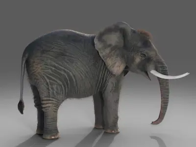 Fur Elephant Rigged in Blender  Zbrush Low-poly 3D model