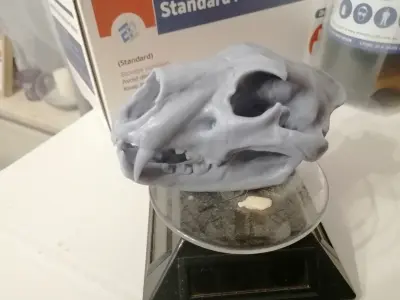 Lion skull for 3D print 3D print model
