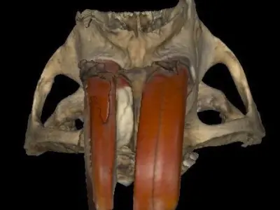 Coipo skull Southamerican otter 3D model