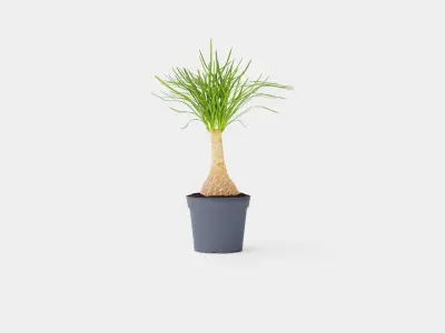Beaucarnea Recurvata stem Low-poly 3D model