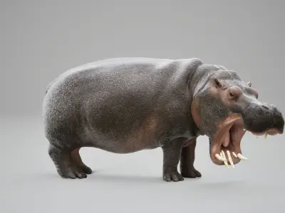 Hippopotamus Rig UNREAL project  Maya base rig 3D model