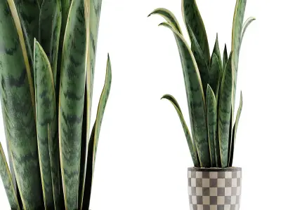 Plants Collection 44 3D model